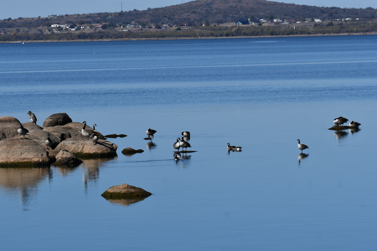 Казарка канадська - ML645872752