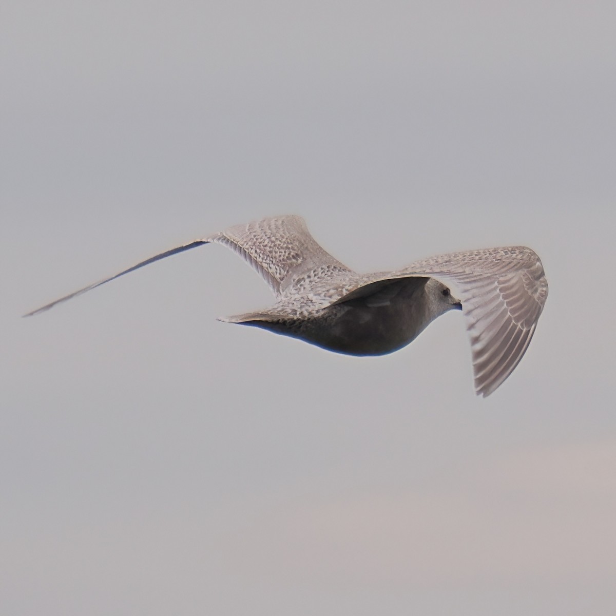 Iceland Gull - ML645872756