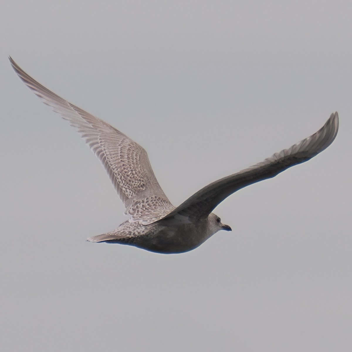 Iceland Gull - ML645872757