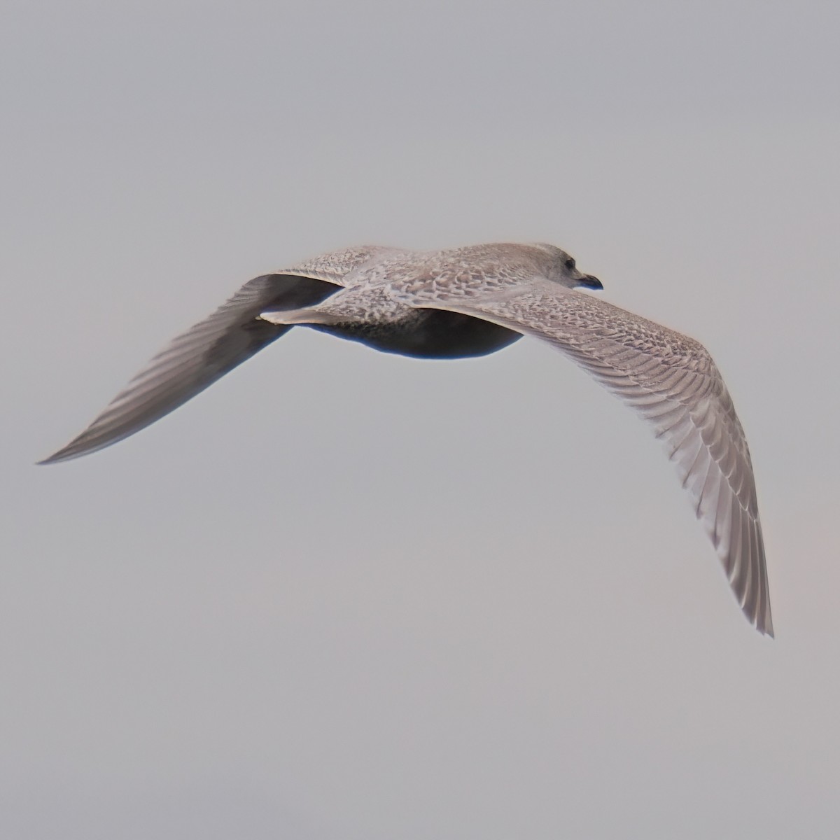 Iceland Gull - ML645872759