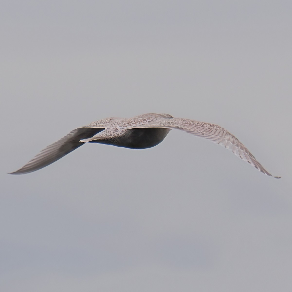 Iceland Gull - ML645872760