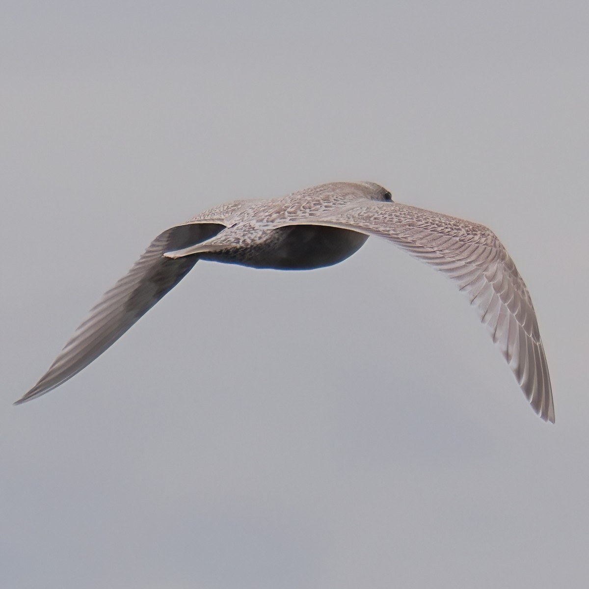Iceland Gull - ML645872761