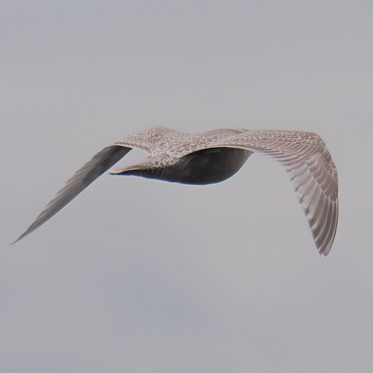Iceland Gull - ML645872762
