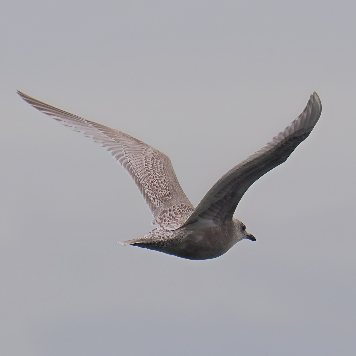 Iceland Gull - ML645872763