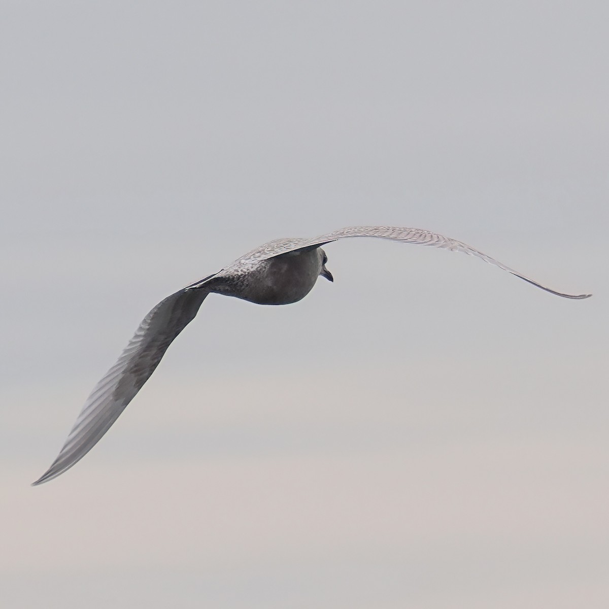 Iceland Gull - ML645872764