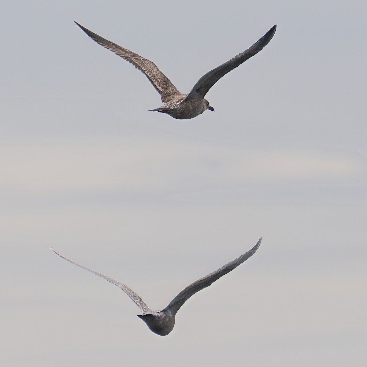 Iceland Gull - ML645872765