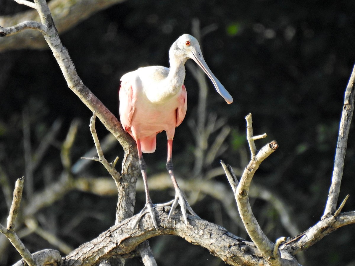 Косар рожевий - ML645872766