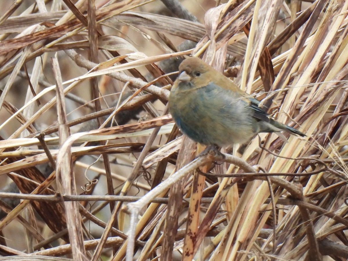 Indigo Bunting - ML645872767