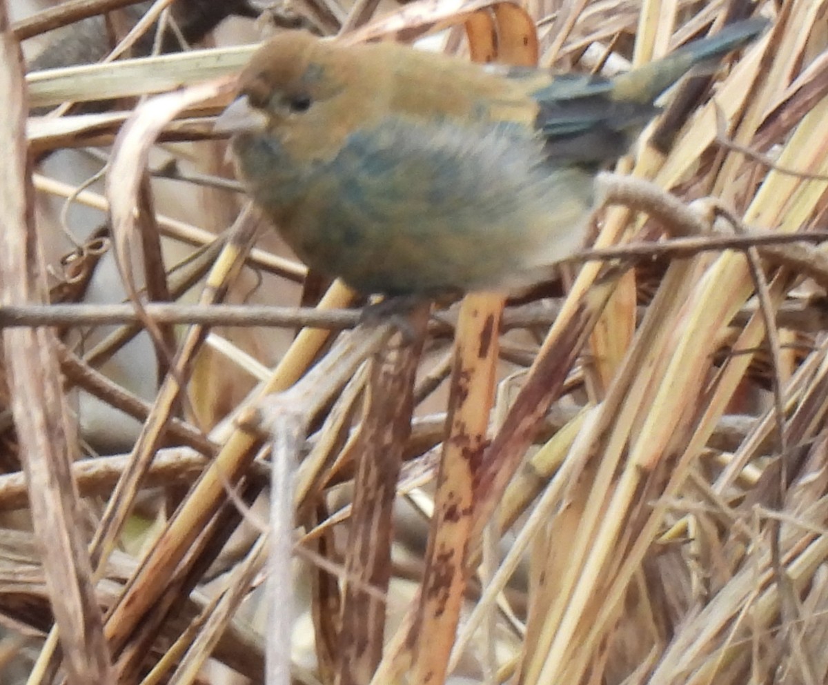 Indigo Bunting - ML645872768