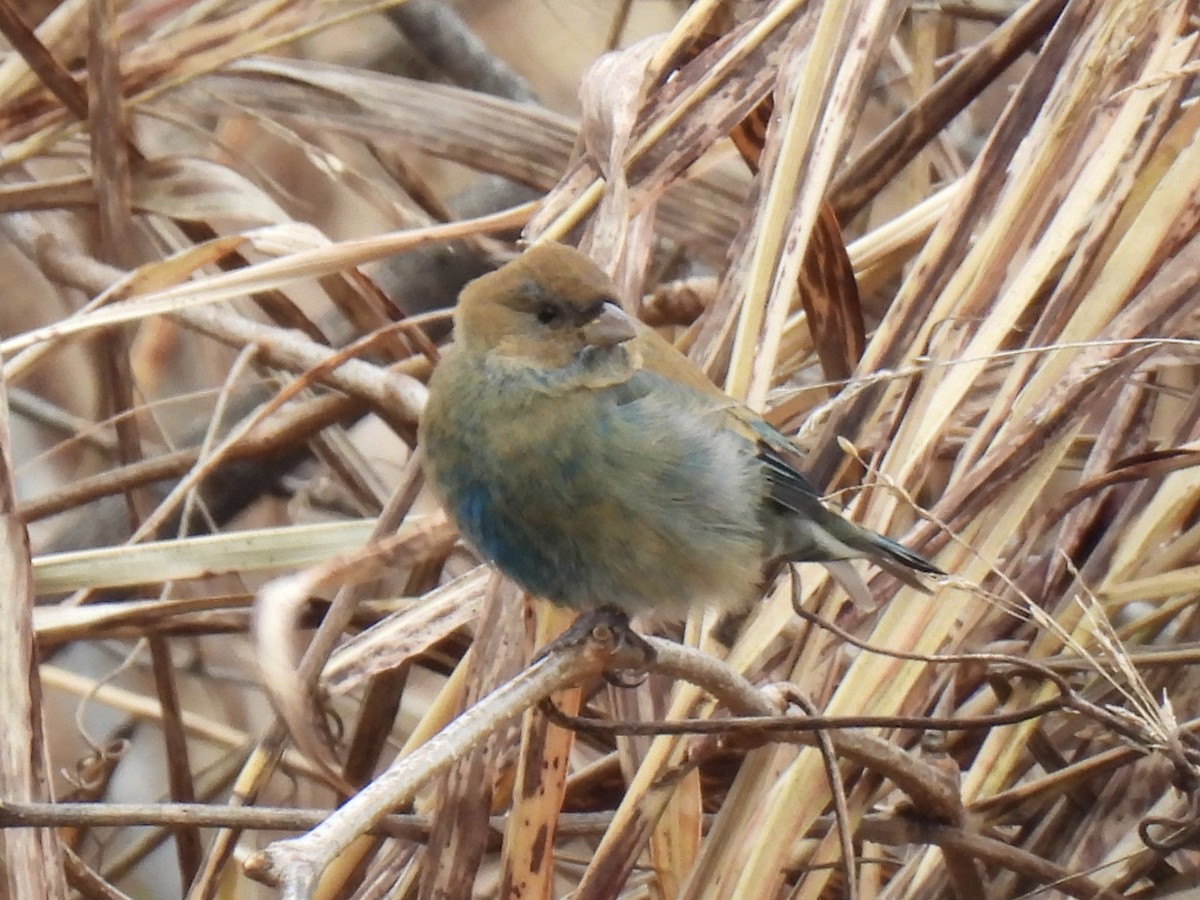 Indigo Bunting - ML645872769