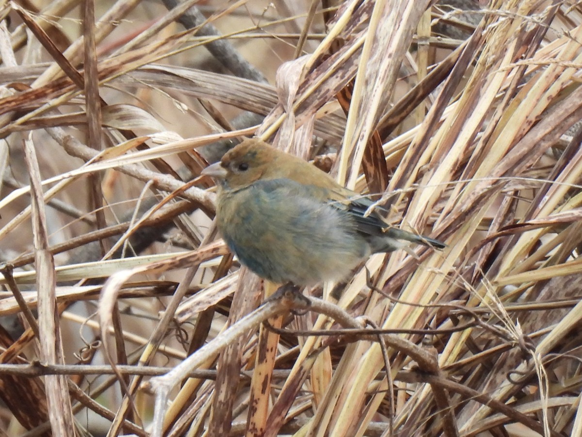 Indigo Bunting - ML645872770