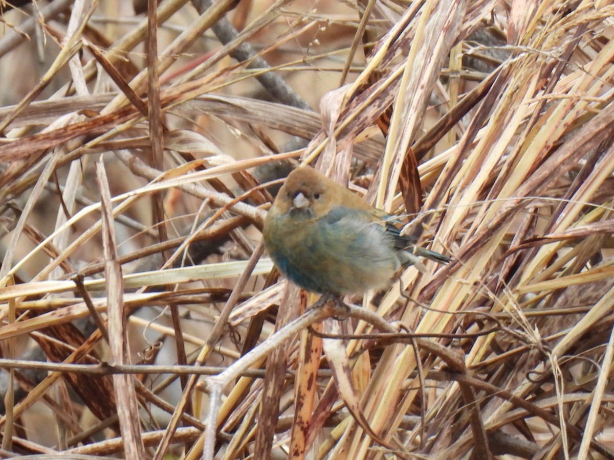 Indigo Bunting - ML645872771