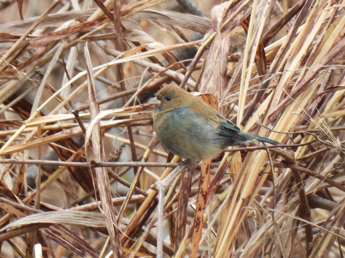 Indigo Bunting - ML645872773