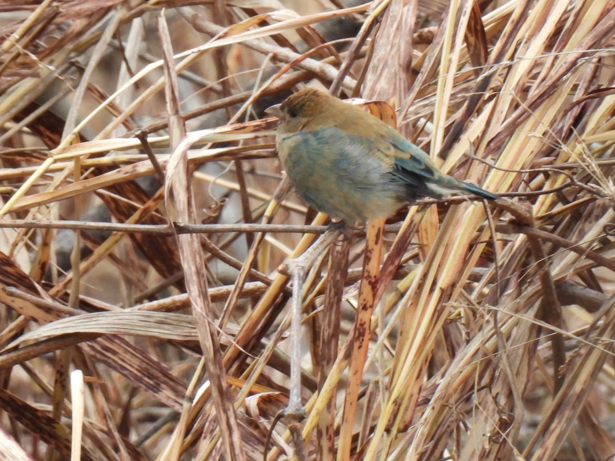 Indigo Bunting - ML645872774