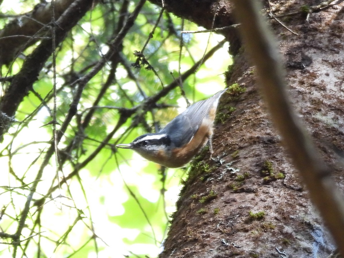 Повзик канадський - ML645872777