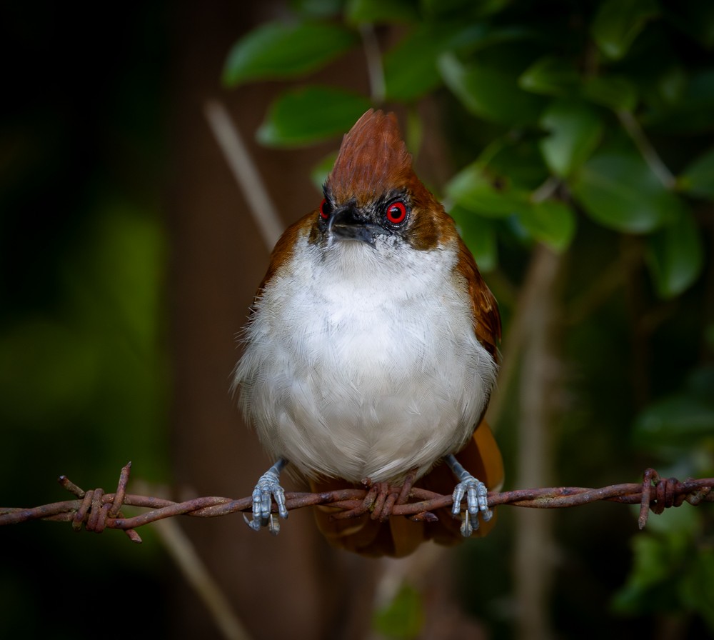 Тараба - ML645872778