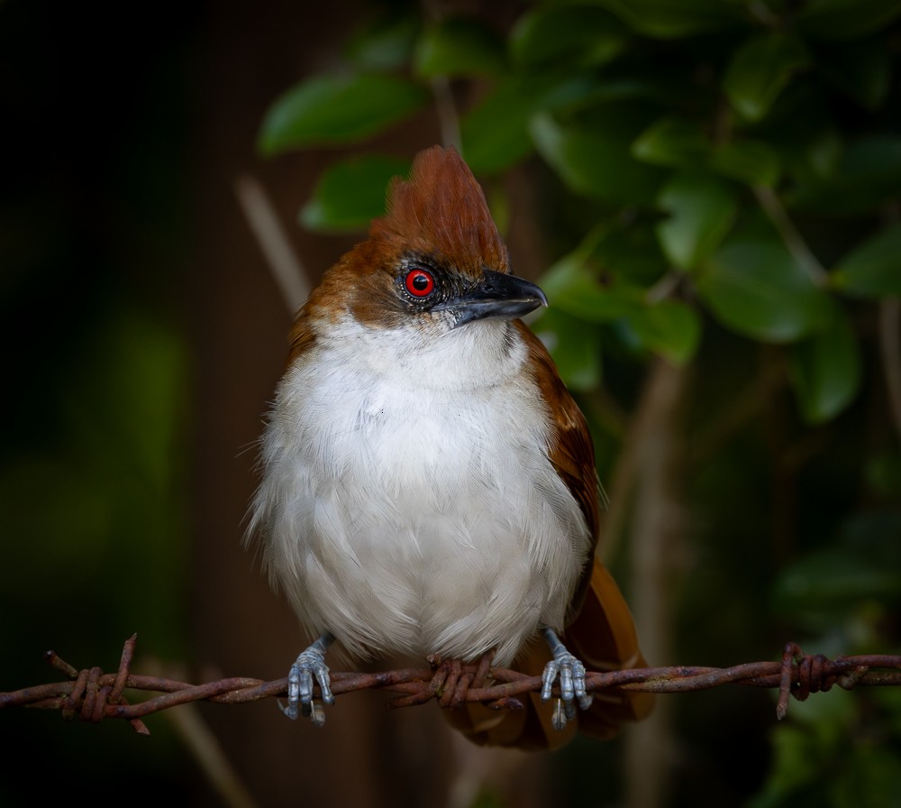 Тараба - ML645872779