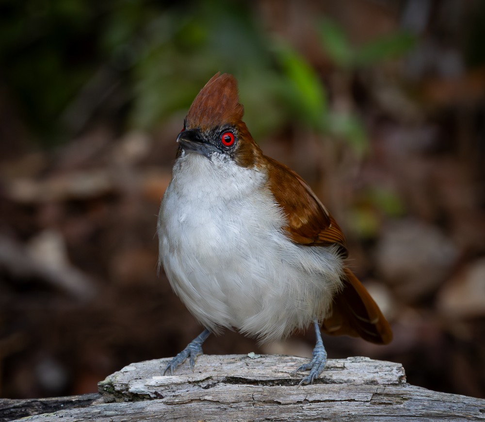 Тараба - ML645872780