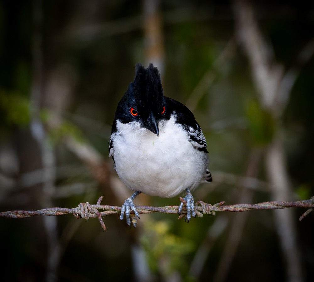 Тараба - ML645872781