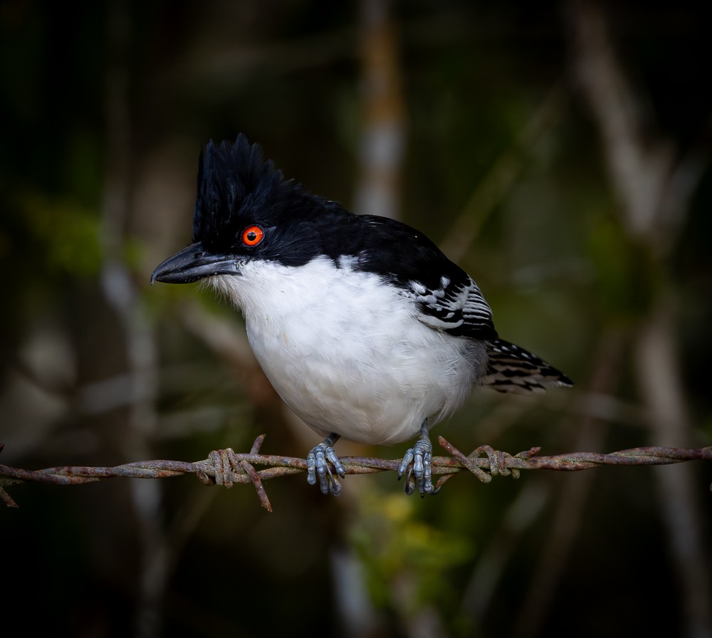 Тараба - ML645872782