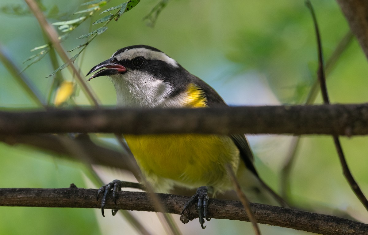 Цереба [група flaveola] - ML645872783