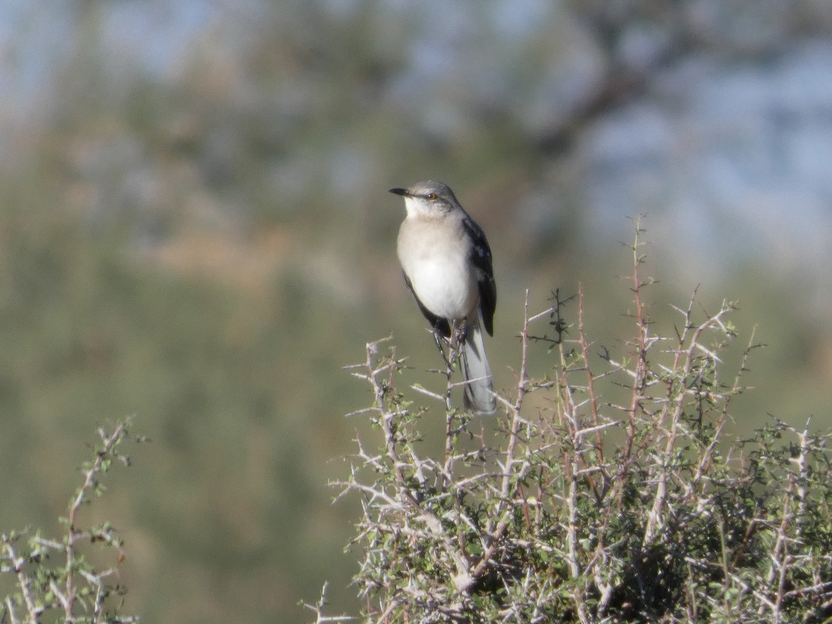 Пересмішник багатоголосий - ML645872785