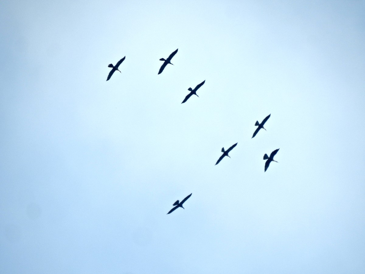 Змієшийка американська - ML645872786