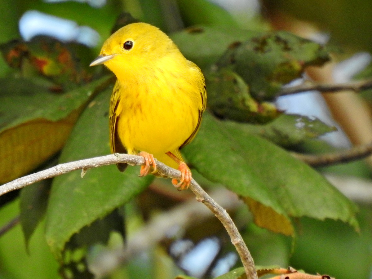 Пісняр-лісовик жовтий північний - ML645872788