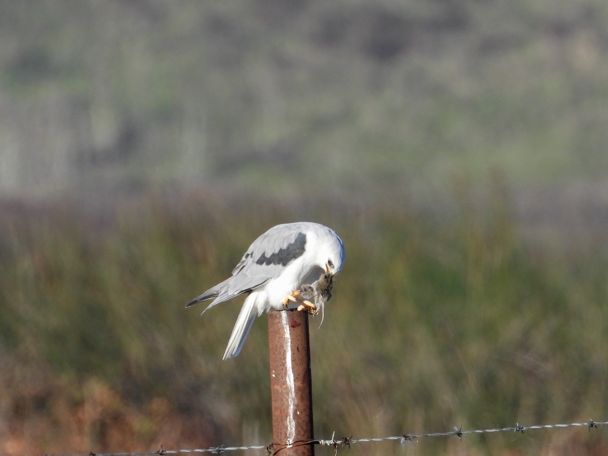 Шуліка білохвостий - ML645872789