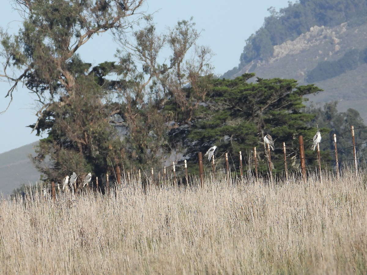 Шуліка білохвостий - ML645872790