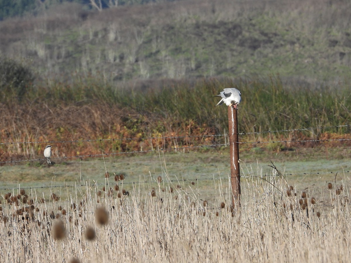 Шуліка білохвостий - ML645872791