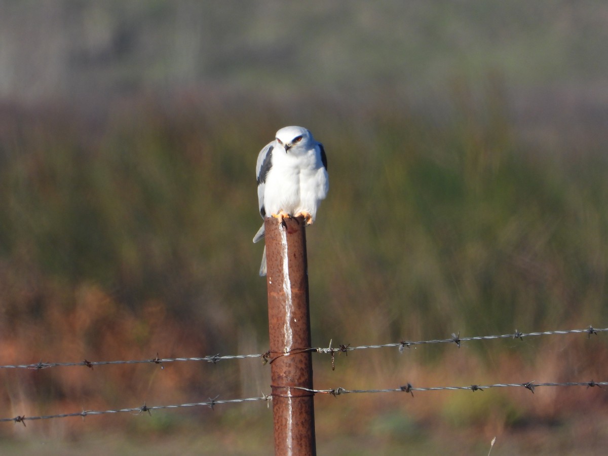 Шуліка білохвостий - ML645872792