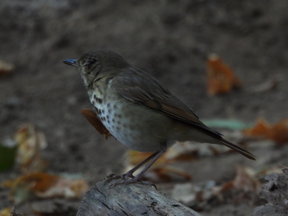 Дрізд-короткодзьоб Cвенсона - ML645872794