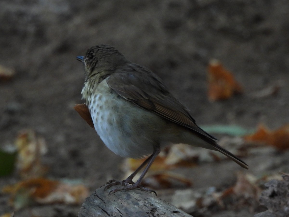 Дрізд-короткодзьоб Cвенсона - ML645872795