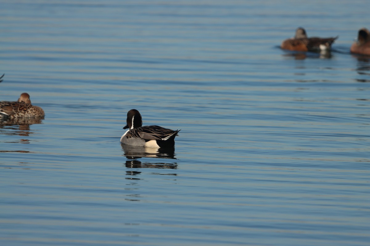 Шилохвіст північний - ML645872796