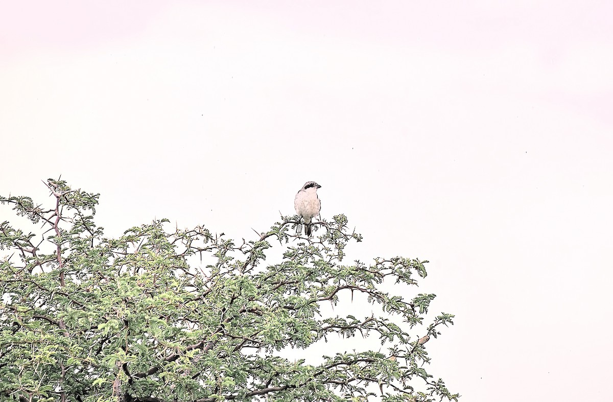 Сорокопуд чорнолобий - ML645872797