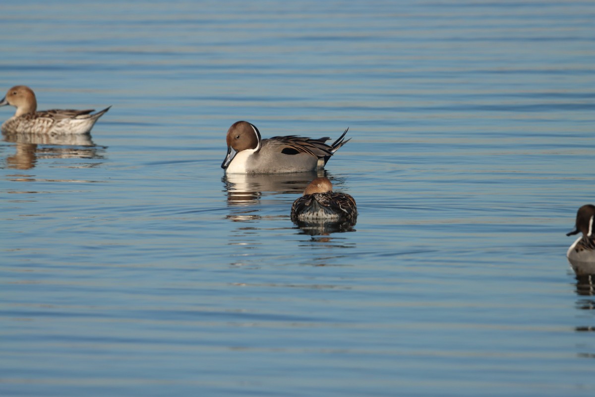 Шилохвіст північний - ML645872798
