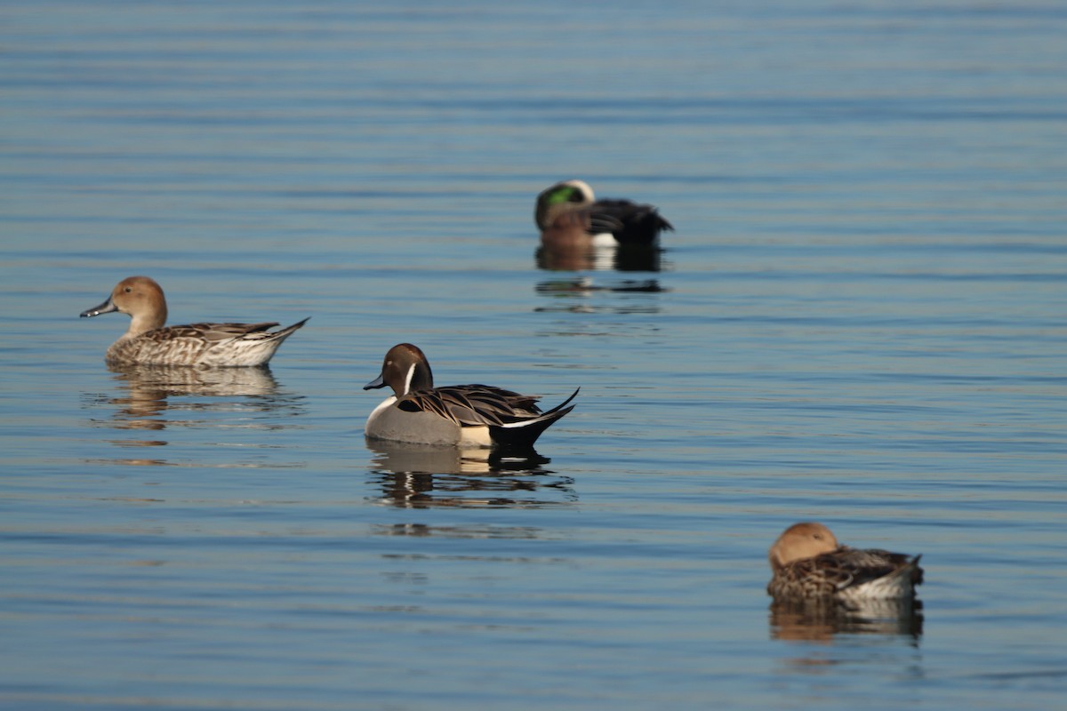 Шилохвіст північний - ML645872799