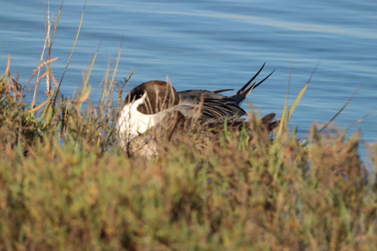 Шилохвіст північний - ML645872800