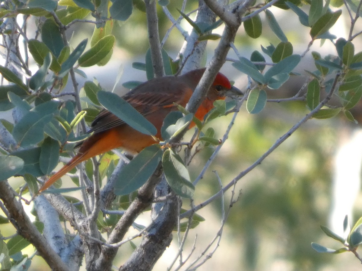 Hepatic Tanager - ML645872801