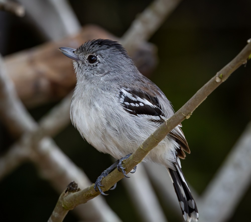 Planaltoameisenwürger - ML645872805