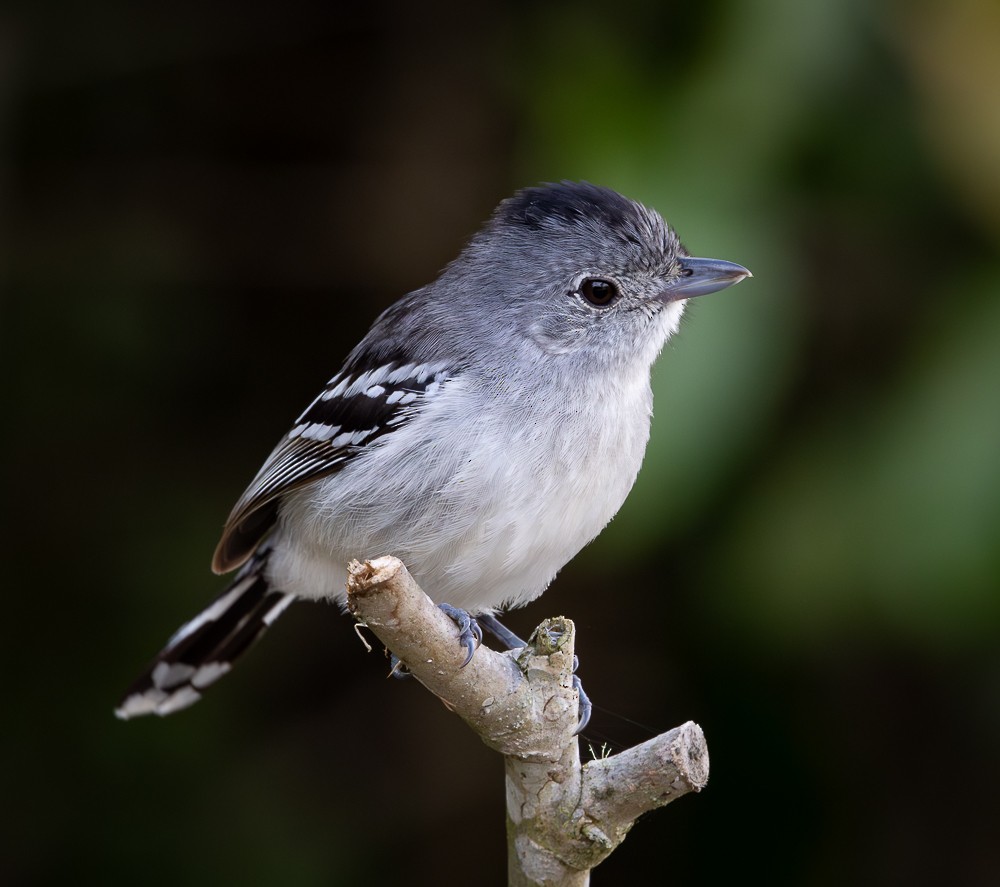 Planaltoameisenwürger - ML645872806