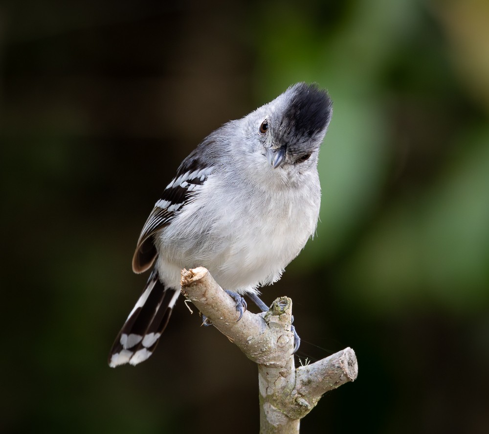 Planaltoameisenwürger - ML645872807