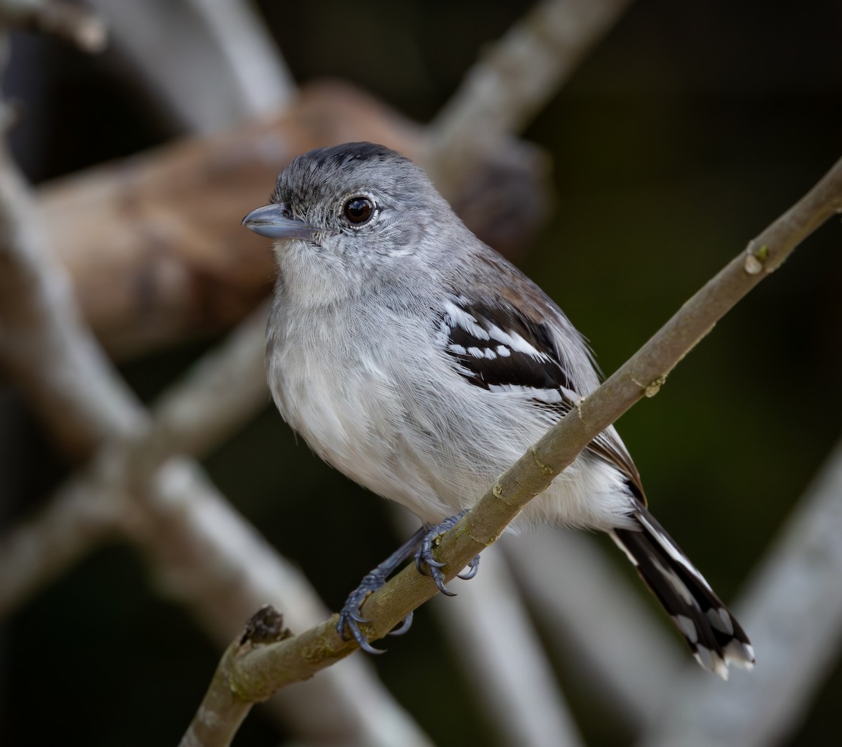 Planaltoameisenwürger - ML645872808