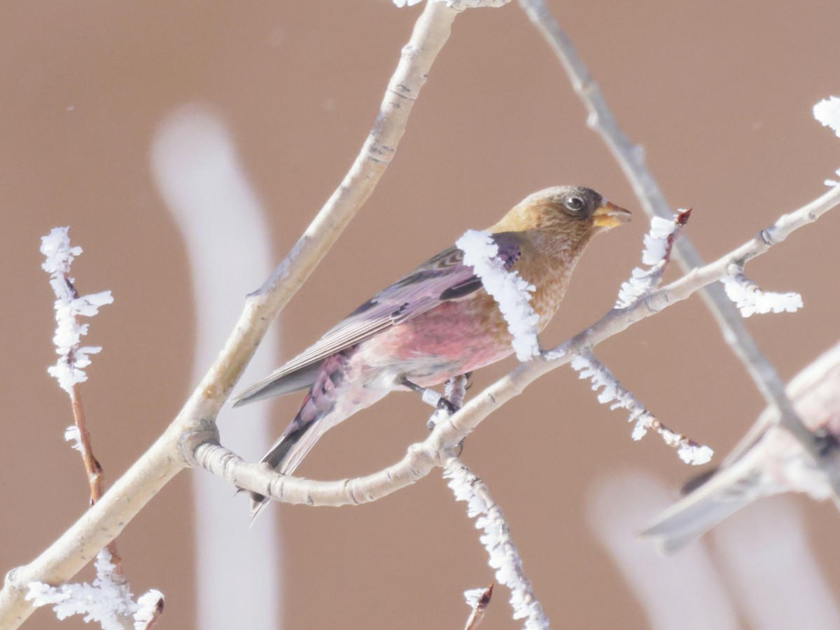 Coloradoschneegimpel - ML645872809