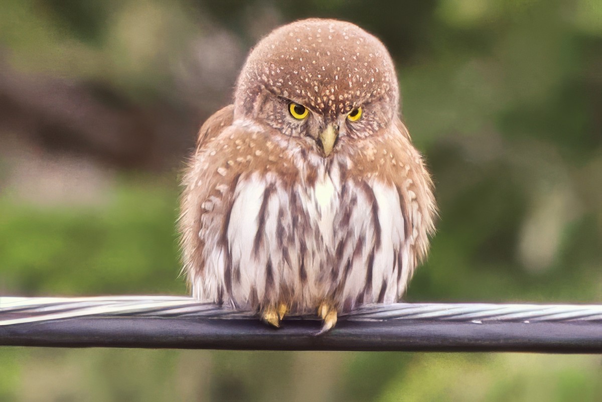 Gnomenzwergkauz - ML645872810