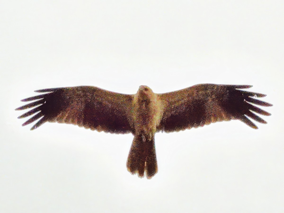 Keilschwanzmilan - ML645872811