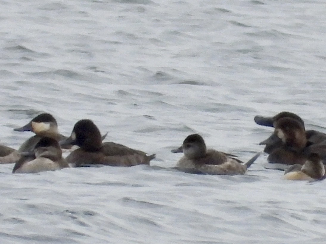 Kanadabergente - ML645872812