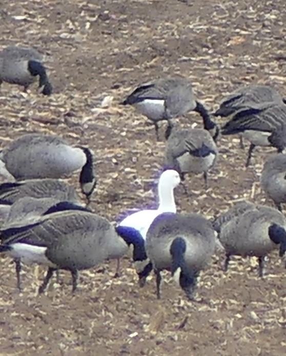 Ross's Goose - ML645872813