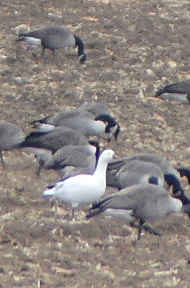Ross's Goose - ML645872814
